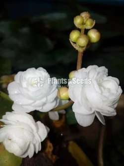 Water Plants (ජලජ ශාක )