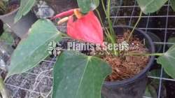 Bankok seed anthurium