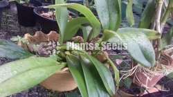 Dendrobium orchid package