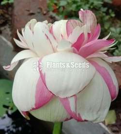 Versicolour Lotus - Water plant