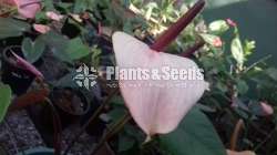 Lady jane ( Rapido Anthurium)