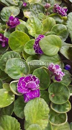 African violet (ඇෆ්රිකන්  වයලට් )
