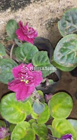 African violet (ඇෆ්රිකන්  වයලට් )