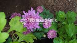 Kapuru (කපුරැ) Chrysanthemum