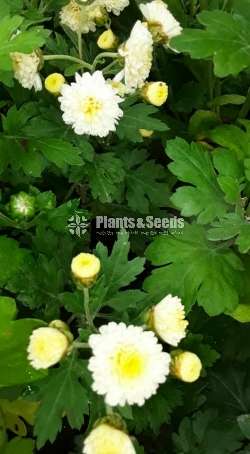 Kapuru (කපුරැ) Chrysanthemum