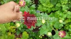 Kapuru (කපුරැ) Chrysanthemum