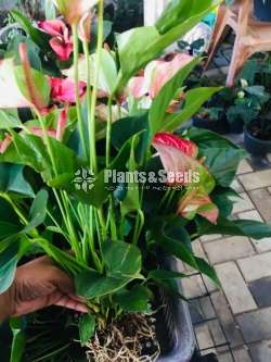 Anthurium