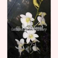 Dendrobium (Small Plants)