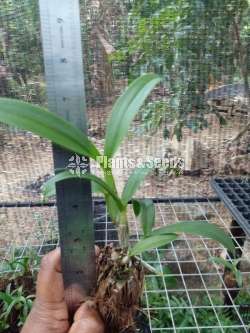 Dendrobium (Small Plants)
