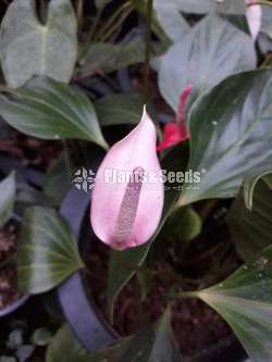 Lady jane (ලේඩ් ජේන්)