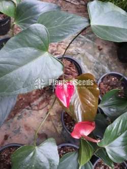 Lady jane (ලේඩ් ජේන්)