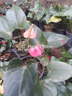 Lady jane (ලේඩ් ජේන්)
