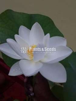 Nelum Seeds (රතු සුදු රෝස සියපත් බීජ )