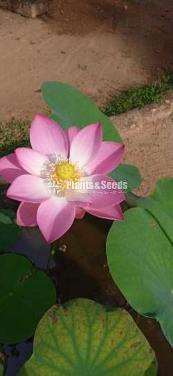 Nelum Seeds (රතු සුදු රෝස සියපත් බීජ )