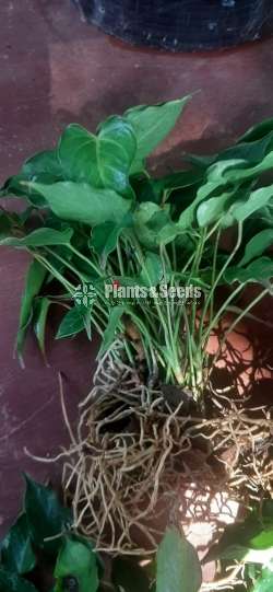 Anthurium Red Champion Bush 