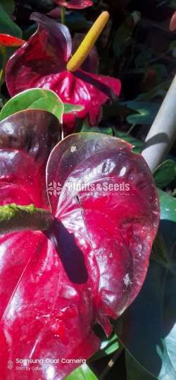 බයිකලර් ඇන්තූරියම් (Anthurium)