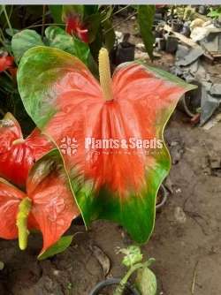 බයිකලර් ඇන්තූරියම් (Anthurium)