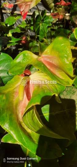 බයිකලර් ඇන්තූරියම් (Anthurium)