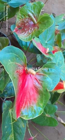 බයිකලර් ඇන්තූරියම් (Anthurium)