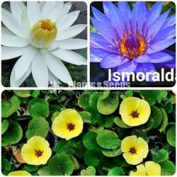Water plants package