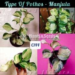 Manjula Pothos 