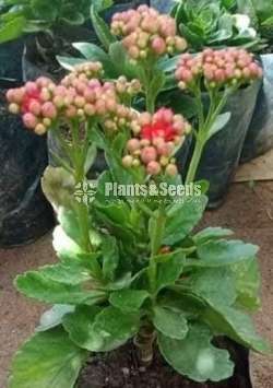 Kalanchchi/Kalanchoe