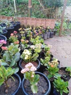 Kalanchchi/Kalanchoe