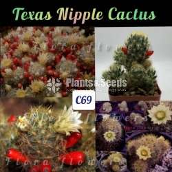 Texas Nipple Cactus