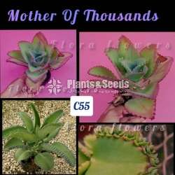 Mother Of Thousands (Succulent)