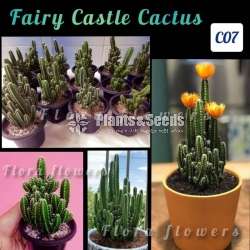 Fairy Castle Cactus