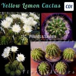 Yellow Lemon Cactus