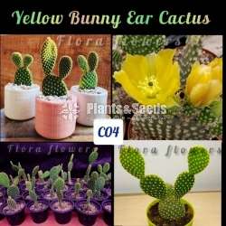 Yellow bunny ear's cactus