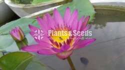 Ruby (Water plants)