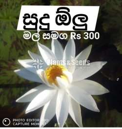 සුදු ඕලු (Sudu Olu) 