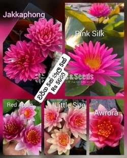 Jakka pong Water plants package 