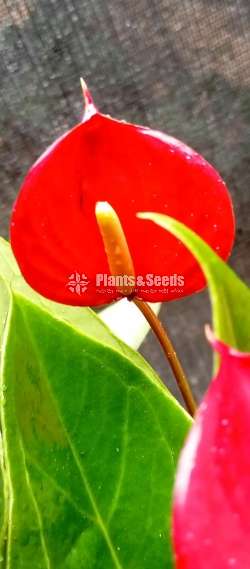 Apple seed Anthurium 