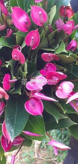 Pepper ranch (පපර් රේන්ච් මල් සමග)