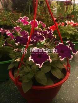 Bi color Petununia