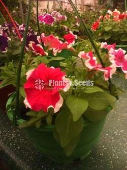 Bi color Petununia