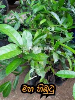 මහ හිඹුටු ( Himbutu )