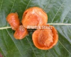 මහ හිඹුටු ( Himbutu )