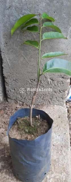 Koholla Lavalu (කොහොල්ල ලාවුළු පැල )
