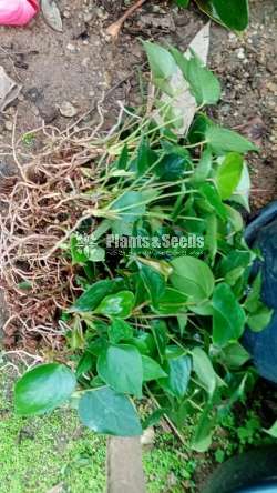 Red champion Anthurium(රේඩ් චැම්පියන් පැල)