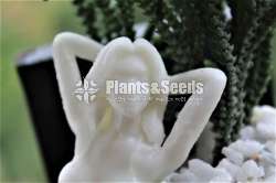 mermaid Flower Pot (Without Plant)