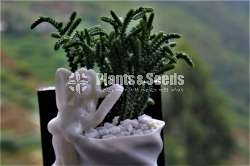 mermaid Flower Pot (Without Plant)