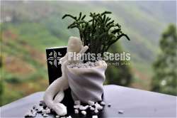 mermaid Flower Pot (Without Plant)