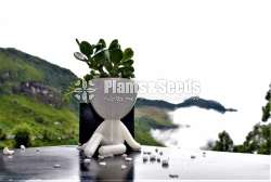 Stylish boy Flower Pot