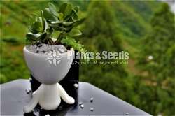 Stylish boy Flower Pot