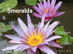Water Lilly collection