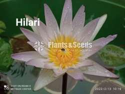 Water Lilly collection